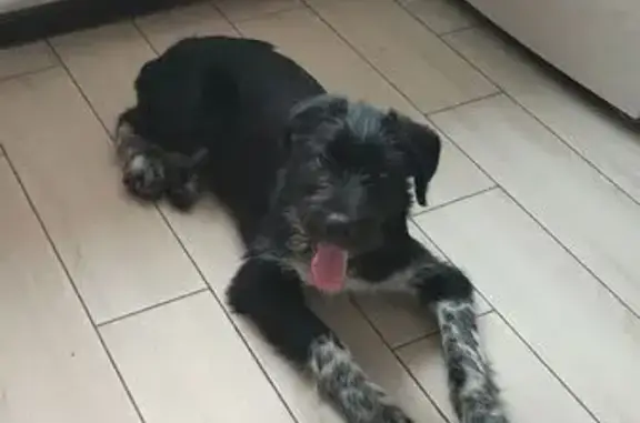 Знайдено собаку Київ, фото: Знайдена собака: дратхаар, Київ, Оболонь