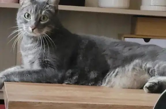 Chat gris tigré perdu à Tournefeuille - photo