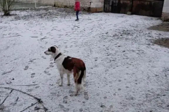 Chien blanc tacheté perdu à Plancy-l'Abbaye - photo