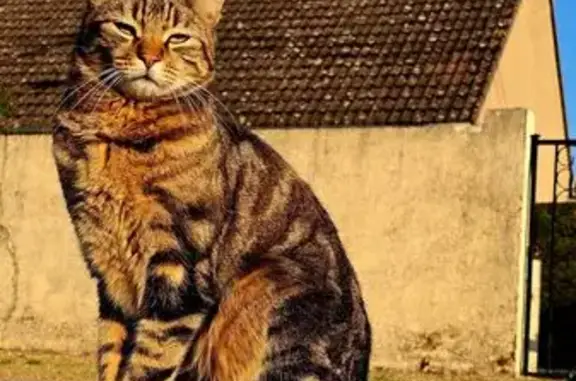 Animaux perdus , photo: Chat sociable perdu, Rue des Tilleuls