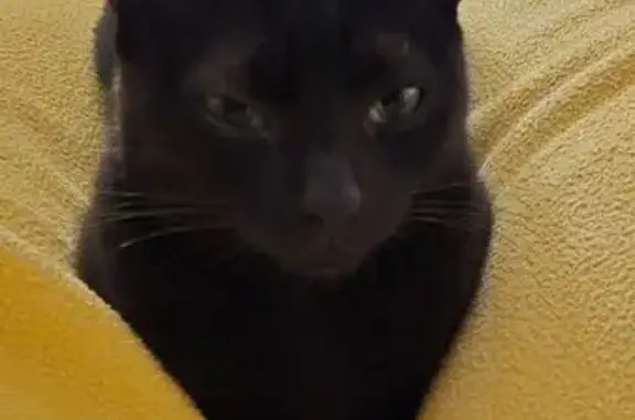 Chatte noire disparue à Montamisé - photo