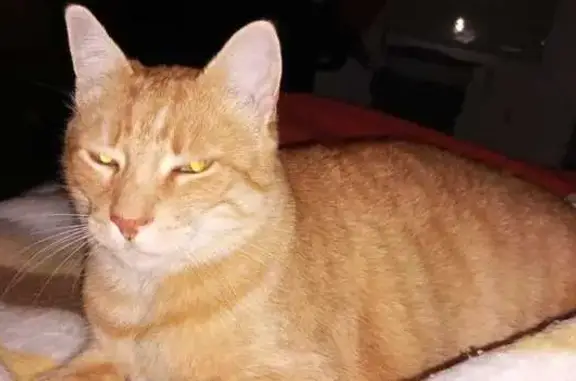 Chat roux Nox perdu, craintif, Rive-de-Gier - photo