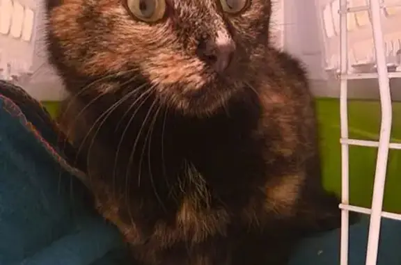 Animaux trouvés , photo: Petite chatte câline trouvée à Sainte-Florence