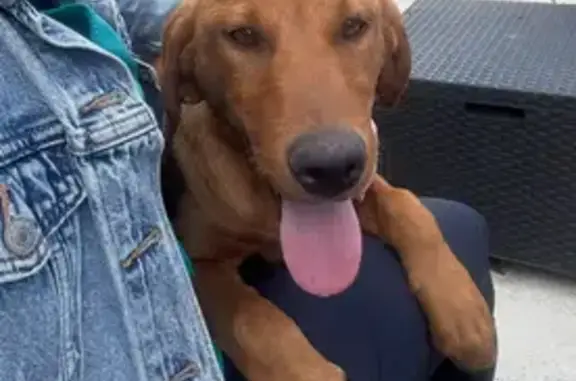Chien perdu à Seulline, Impasse du Bus - photo