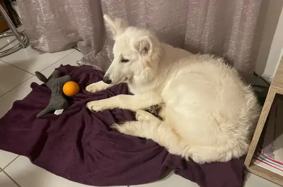Berger Blanc Suisse perdu à St-Gilles-Croix - photo