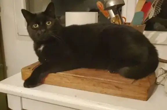 Animaux perdus Arras, photo: Chat perdu, Rue Berlioz, Arras