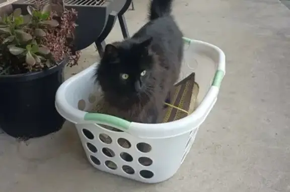 Lost: Elderly Male Cat, Croydon Road