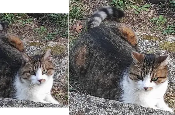 Chat perdu, Nouvelle-Aquitaine, photo: Chat tigré-blanc perdu à Saint-Palais-sur-Mer