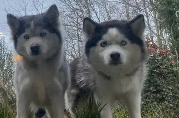 Animaux perdus , photo: Chien perdu à Bourgueil en forêt