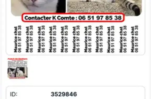 Chat perdu blanc, queue tigrée à Campouriez - photo