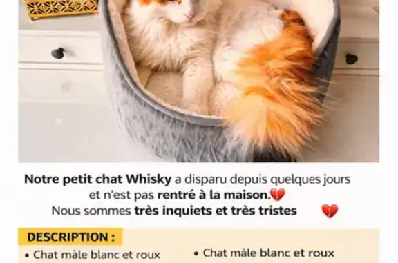Chat perdu, Veigy-Foncenex, photo: Chat perdu : blanc et orange à Veigy-Foncenex