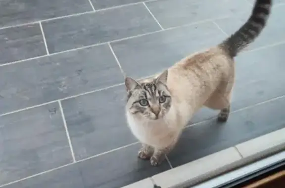 Animaux trouvés Varangéville, photo: Chat beige tigré sociable trouvé à Varangéville