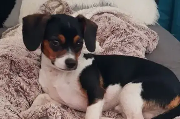 Petit chien perdu près de Sainte-Féréole - photo