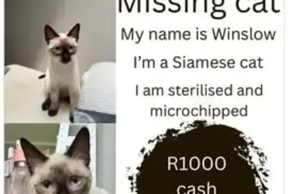 Help Find Winslow: Lost Siames...