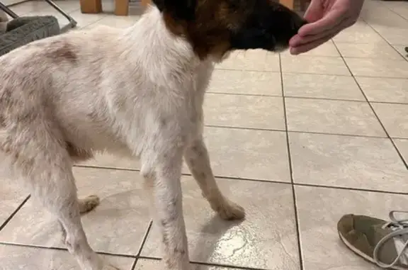 Animaux trouvés Nouvelle-Aquitaine, photo: Fox terrier trouvé, soigné, attend propriétaire
