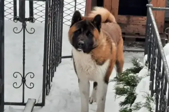 Зникла рудо-біла собака в Крив...