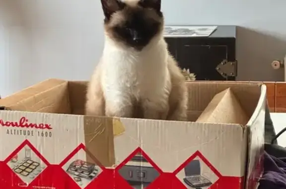 SOS : Lili, chatte siamoise perdue à Biarritz - photo