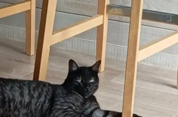 Chat disparu, craintif, rue du Magenta - photo
