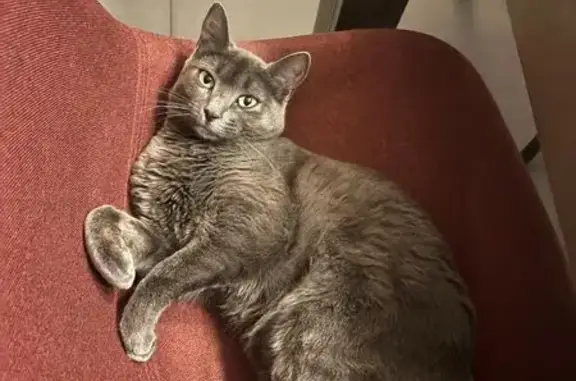 Animaux perdus Épagny Metz-Tessy, photo: Chatte grise 8 mois perdue à Epagny
