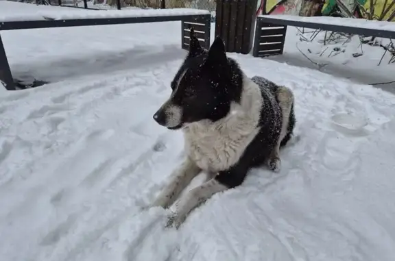 Знайдено собаку Львів, фото: Знайдена собака шукає господаря у Львові