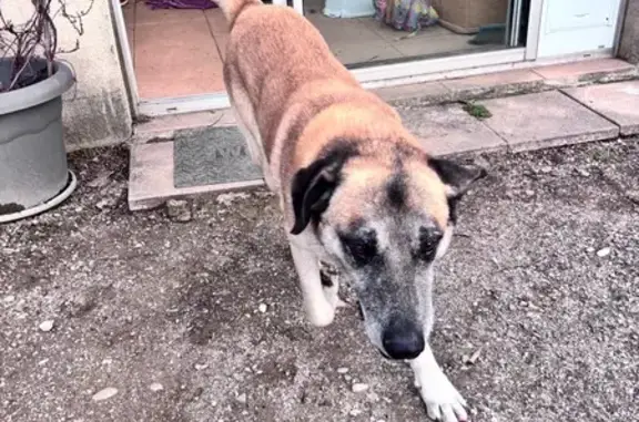 Animaux trouvés , photo: Grand chien marron trouvé à Sallèles-d'Aude
