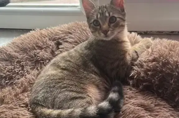 Chaton perdu avec collier bleu, Rennes - photo