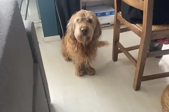 Chien trouvé Fontaine, photo: Griffon trouvé errant près de La Poya