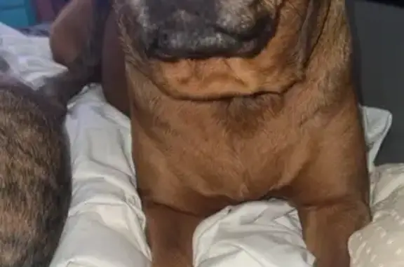 Missing dog Kansas City, photo: Missing: Short, Fat Dog Bella - KC Area