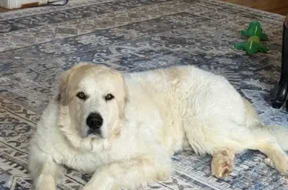 Lost: Friendly Great Pyrenees in Louisville