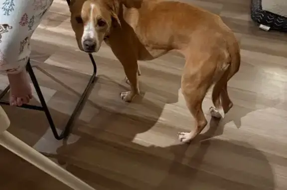 Missing: Tan Dog, White Face Stripe, Sabattus