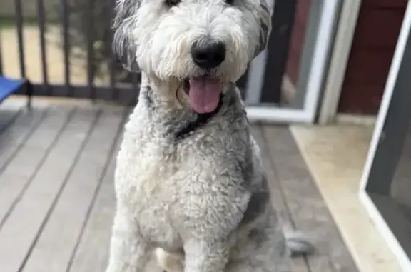 Lost pets Tennessee Ridge, photo: Lost Doodle: $2,500 Reward in Tennessee