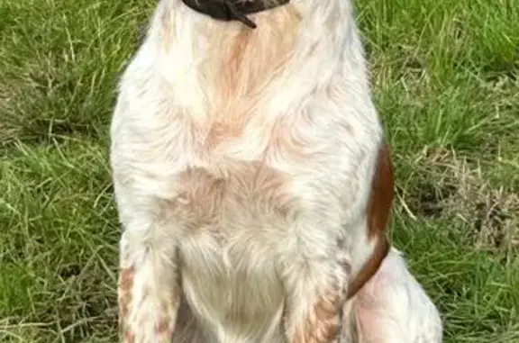Chien perdu, mâle, collier marron, Montmoreau - photo