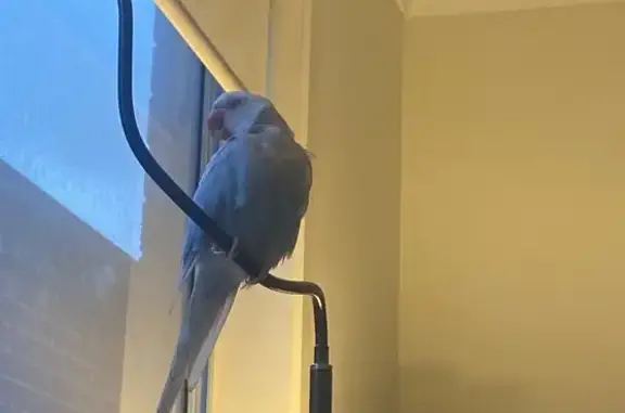 Lost pets , photo: Lost 1-Year-Old Pale Blue Bird in Darebin