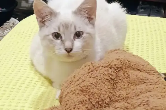 Missing White Cat: Culebra Rd, San Antonio