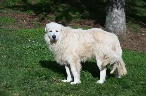 Chien trouvé Nouvelle-Aquitaine, photo: Jeune Patou trouvé en Nouvelle-Aquitaine