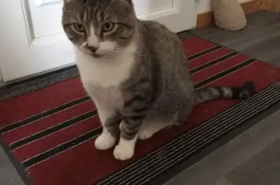 Chats disparus à Ligugé : Lio et Mano - photo