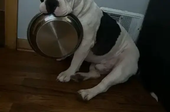 Help Find Tyson: Sick, Friendly Dog Lost