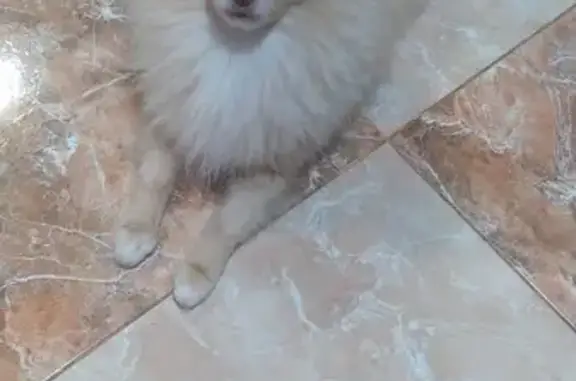 Búsqueda de mascotas, foto: Perro Crema Perdido en El Viso de San Juan