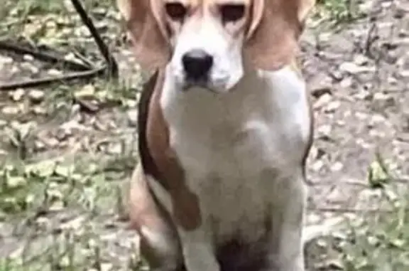 Beagle perdue à Nages-et-Solorgues - photo