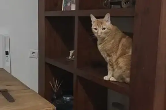 Su Cara es un poco blanquita, su cola esta enroscada parece como un cerdo es un gato grande y algo gordo, sociable