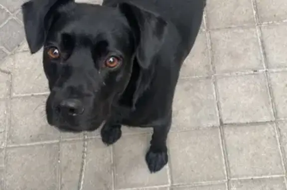 ¡Ayúdanos a encontrar a Ades en Illescas!