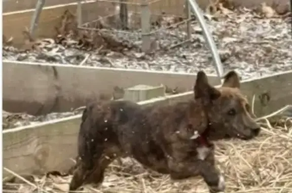 Lost and found pets Terre Haute, photo: Lost Dog: Dawkins, Brindled & Scared