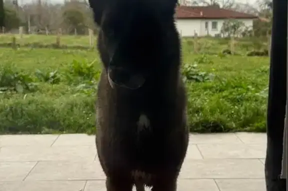 Animaux trouvés Urcuit, photo: Berger malinois trouvé à Urcuit 14/02/26