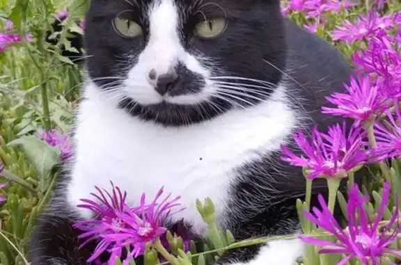 Animaux perdus Quintenas, photo: Chat perdu : noir/blanc, tache nez gauche