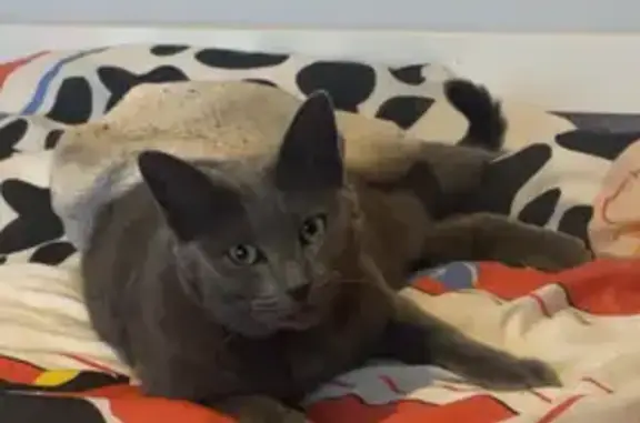 Animaux perdus , photo: Chatte grise perdue, Montfarville