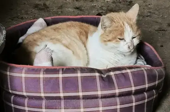 Chat trouvé , photo: Chat orange et blanc trouvé à Loué