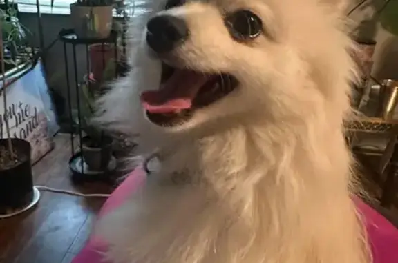 Missing dog Ohio City, photo: Lost White Pom: Possible Sighting in Columbus