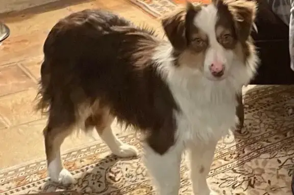 Chien berger australien 7 mois perdu - photo