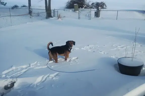Lost pets Belleville, photo: Lost Dog: Black/Brown, Blue Collar, Belleville