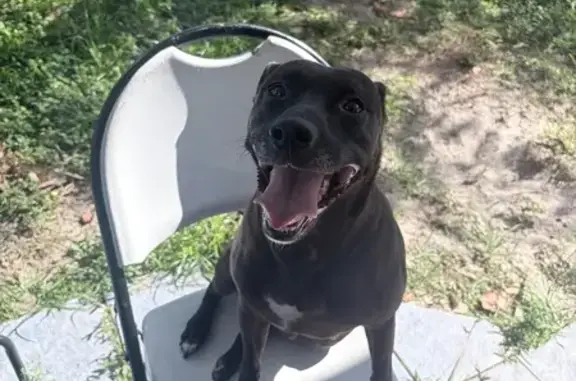 Lost Pitbull Lab Mix: Cartier Rd, WPB